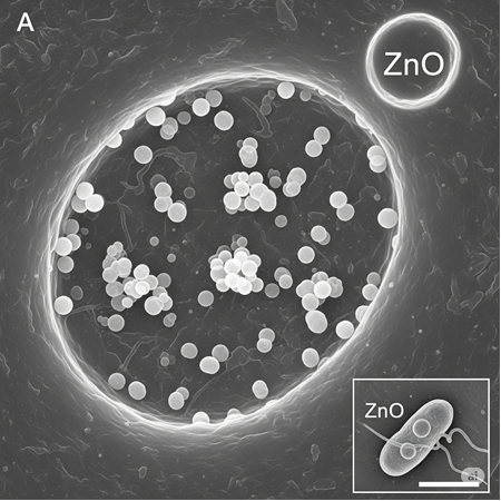 Antibakteriyel Malzemelerde ZnO Tozları