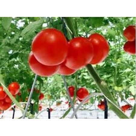 Nano gümüş domateslerimizi korur..