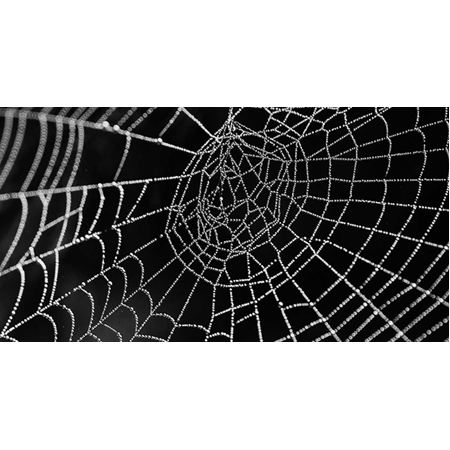 BİLİNEN EN GÜÇLÜ LİF