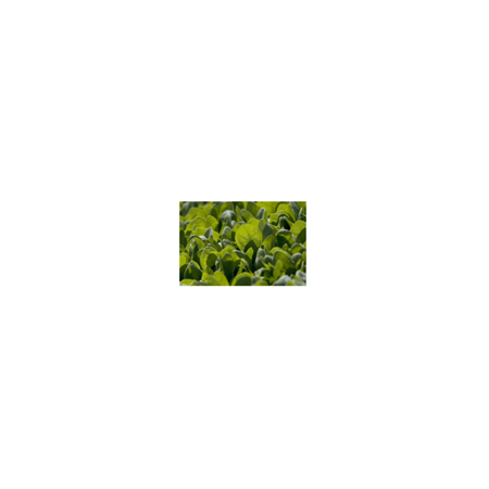 Patlayıcıların Tespitinde Ispanak ve Karbon Nanotüp