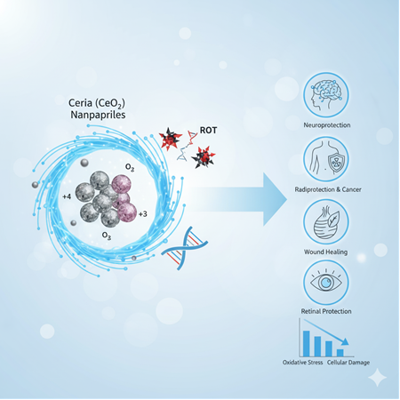 Ceria nanoparçacıklarının antioksidan özellikleri: biyomedikal araştırma fikirleri